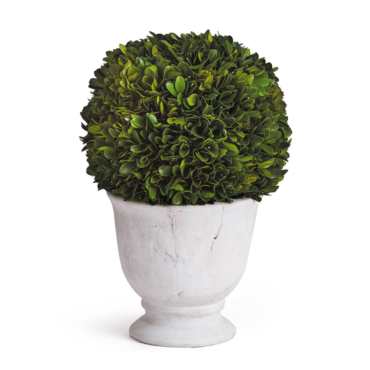 Preserved English Boxwood in White Ceramic Pot