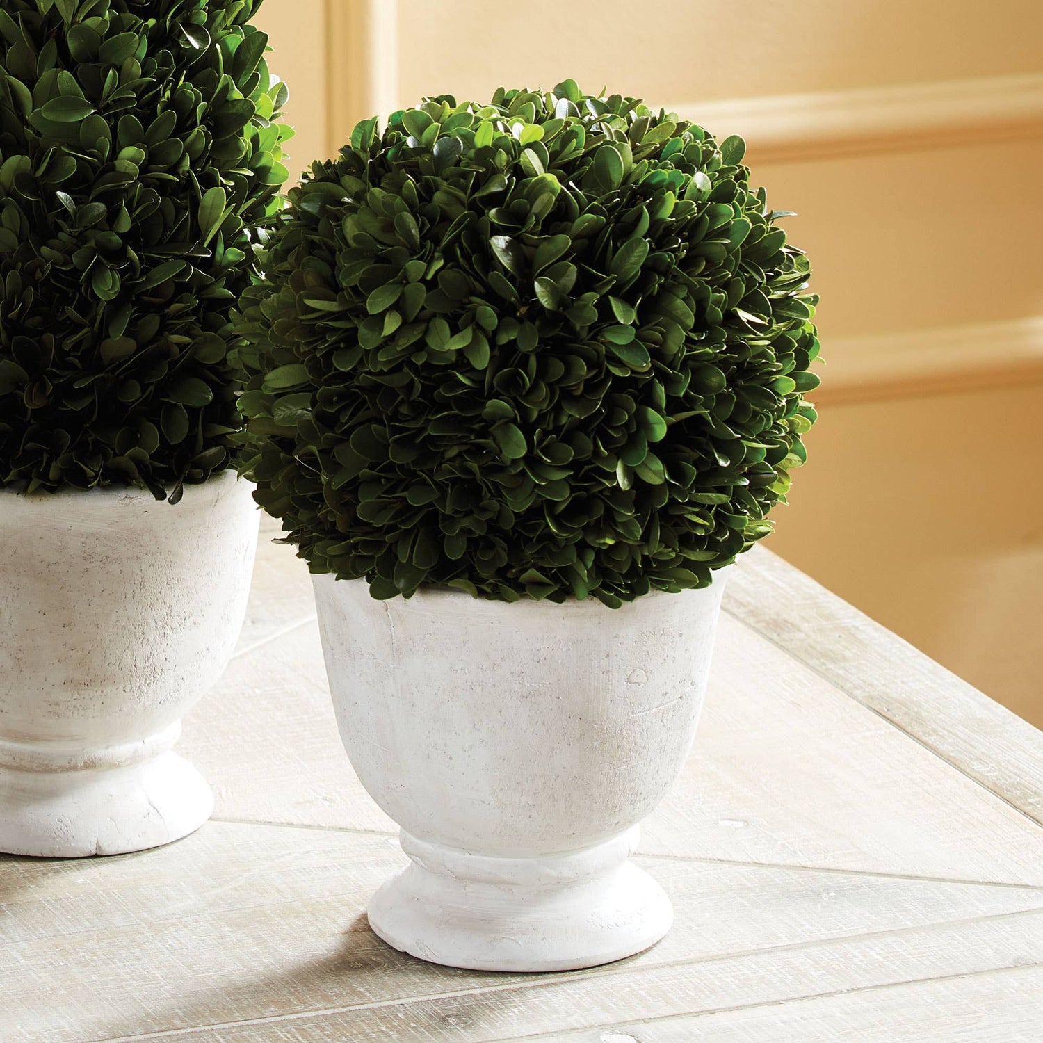 Preserved English Boxwood in White Ceramic Pot