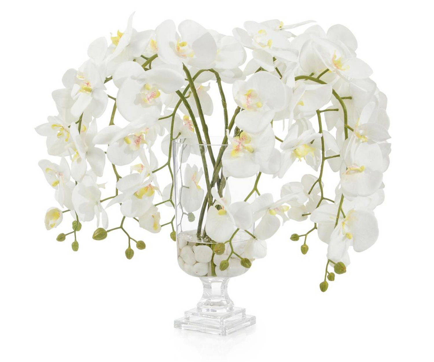 White Umbrella Orchid Arrangement in Tall Pedestal Glass Vase