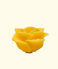 Rose Candle, Canary