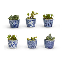 Mini Chinoiserie Cachepots (Various Prints)