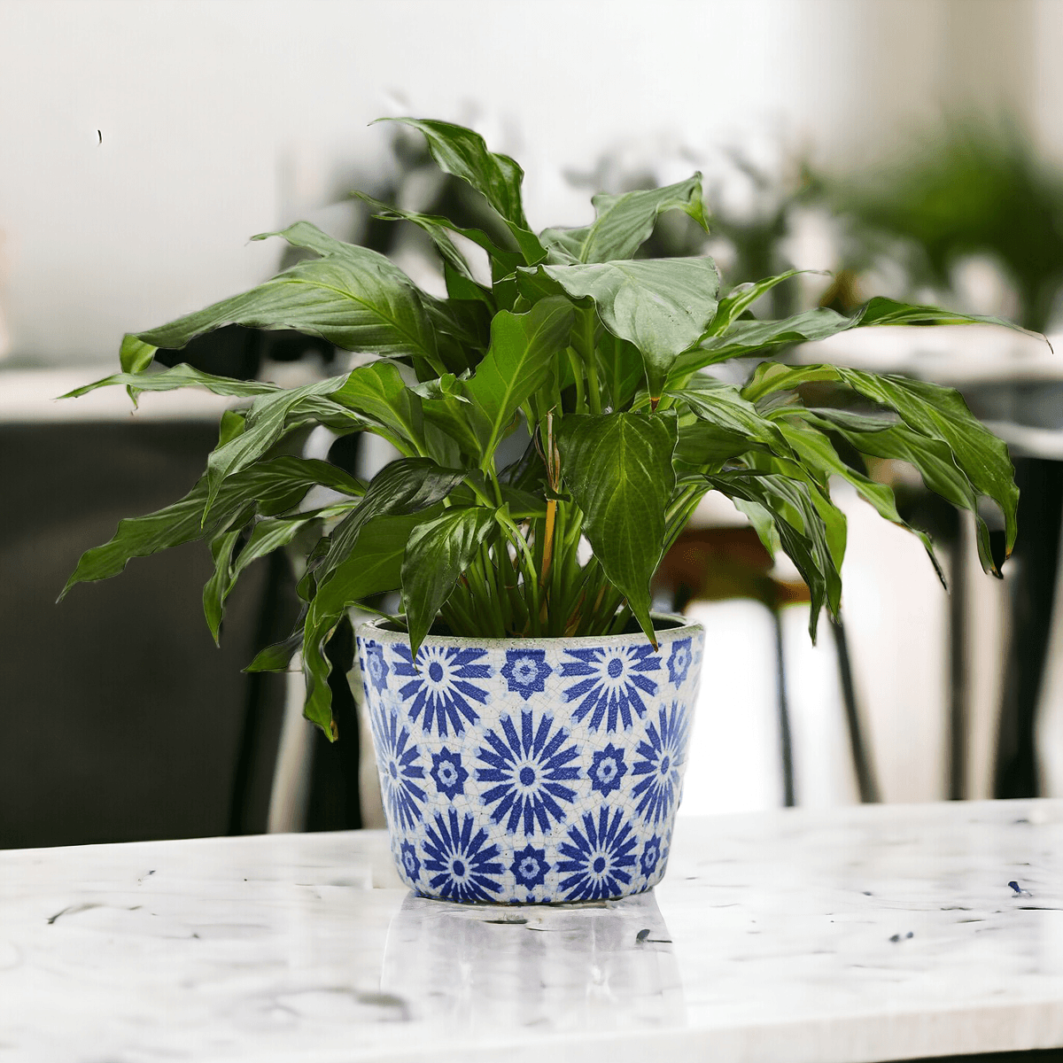 Terracotta Pot 5.5" (Various Prints)