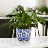 Terracotta Pot 5.5" (Various Prints)