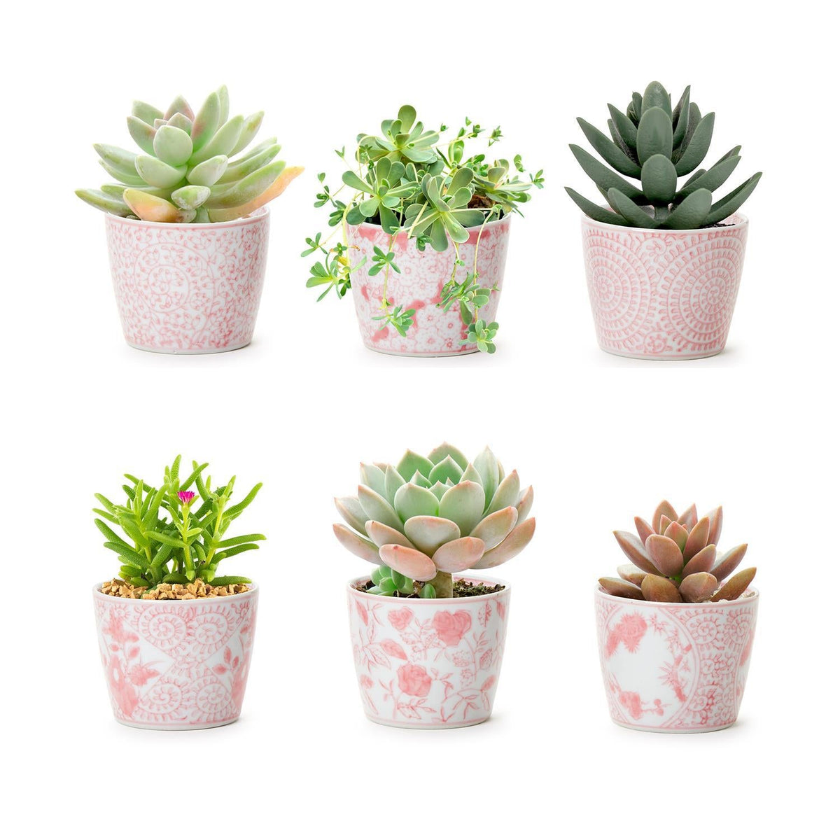Mini Pink Cachepots (Various Prints)