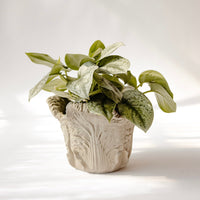 Cabbage Planter