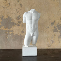 Male Torso
