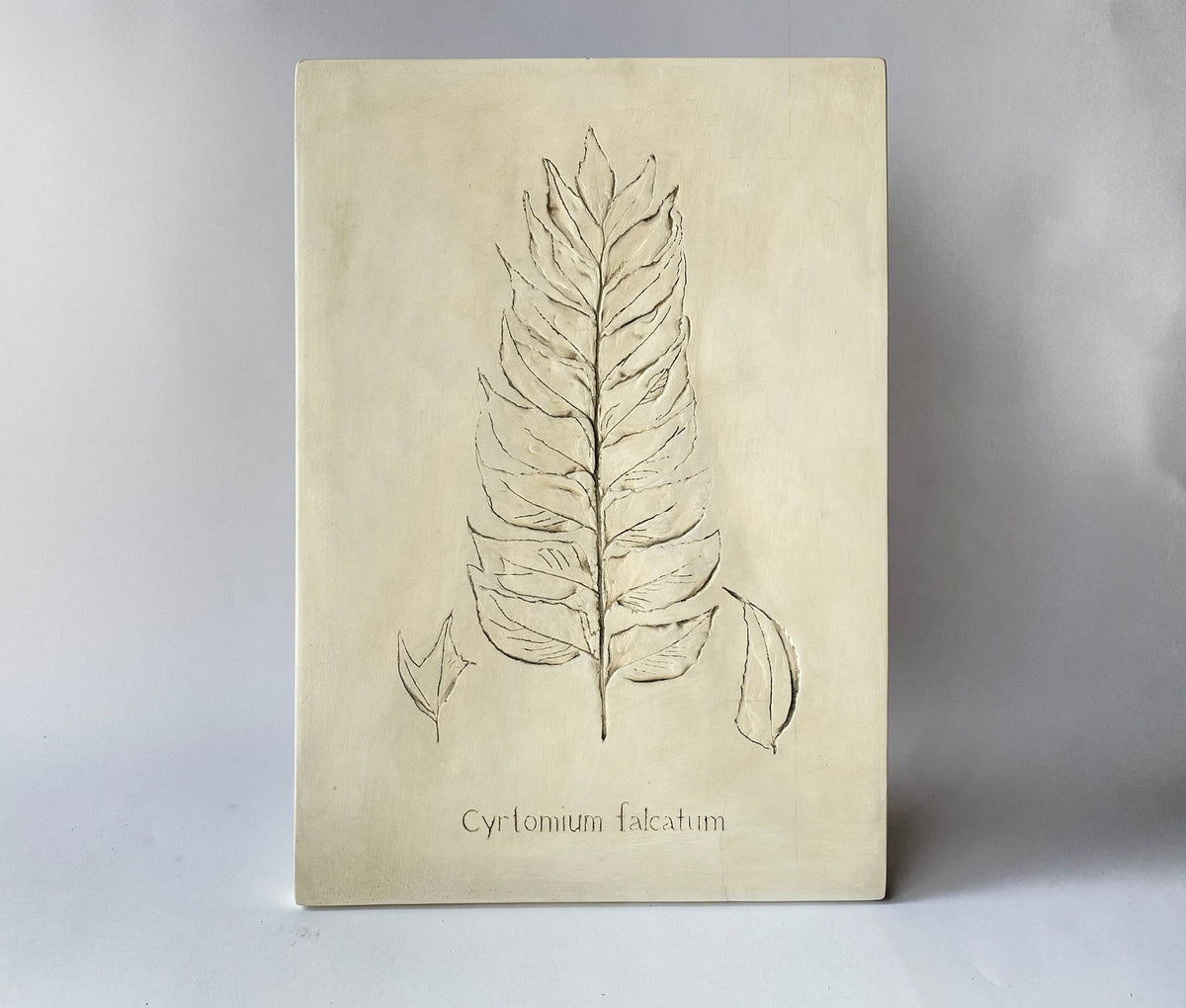 Botanical: Cyrtomium