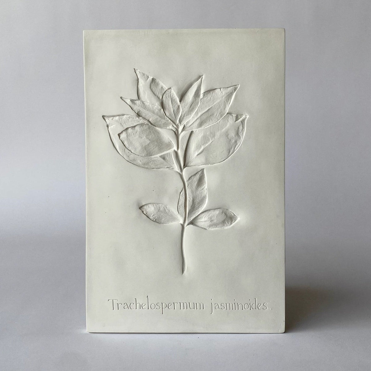 Botanical: Jasmine