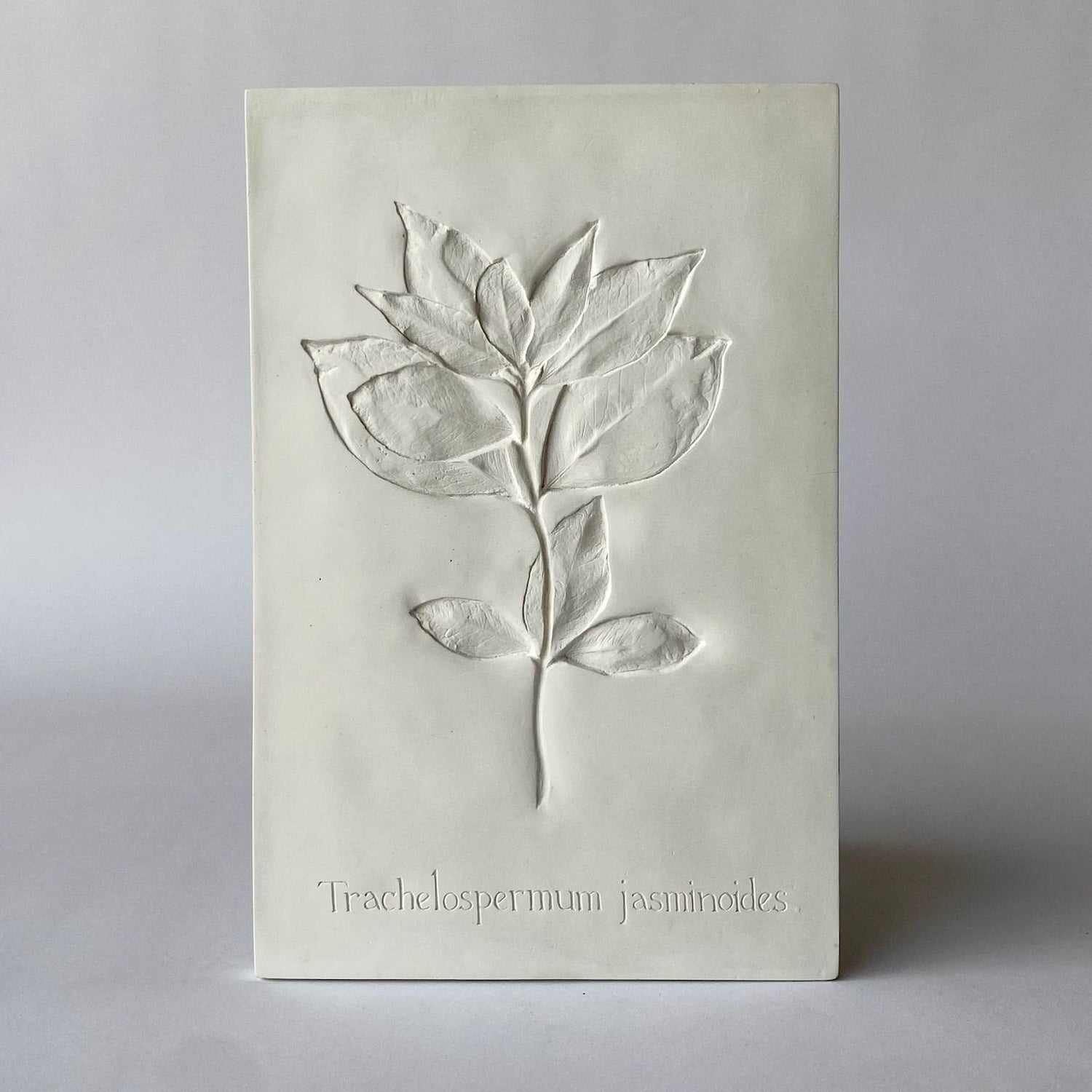 Botanical: Jasmine