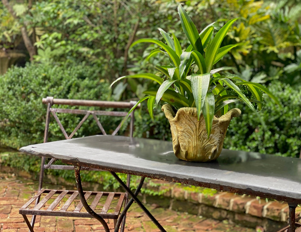 Cabbage Planter