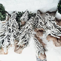 Snow Covered Trees (Various Sizes)