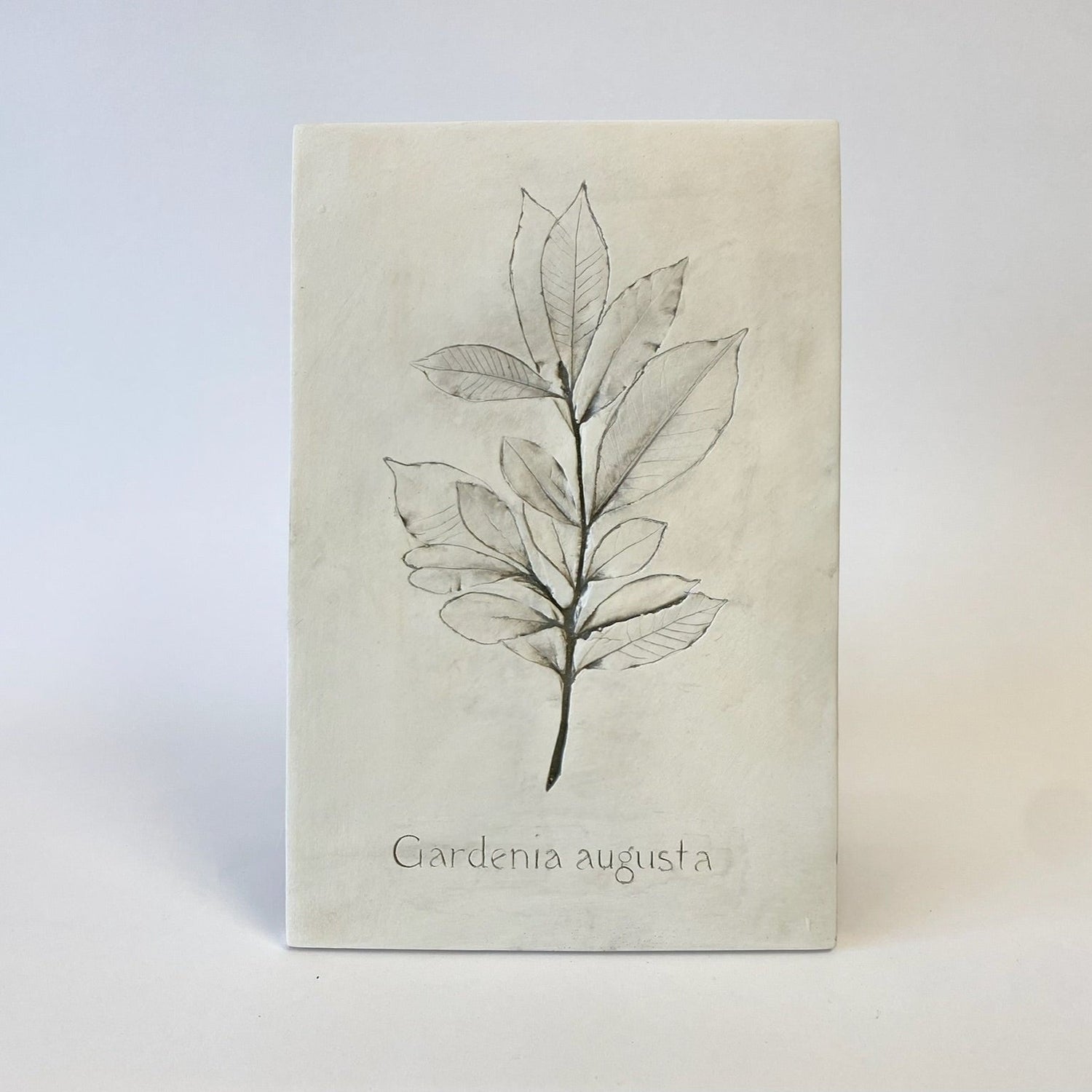 Botanical: Gardenia