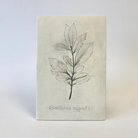 Botanical: Gardenia