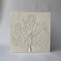 Sea Fan III