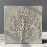 Sea Fan IV