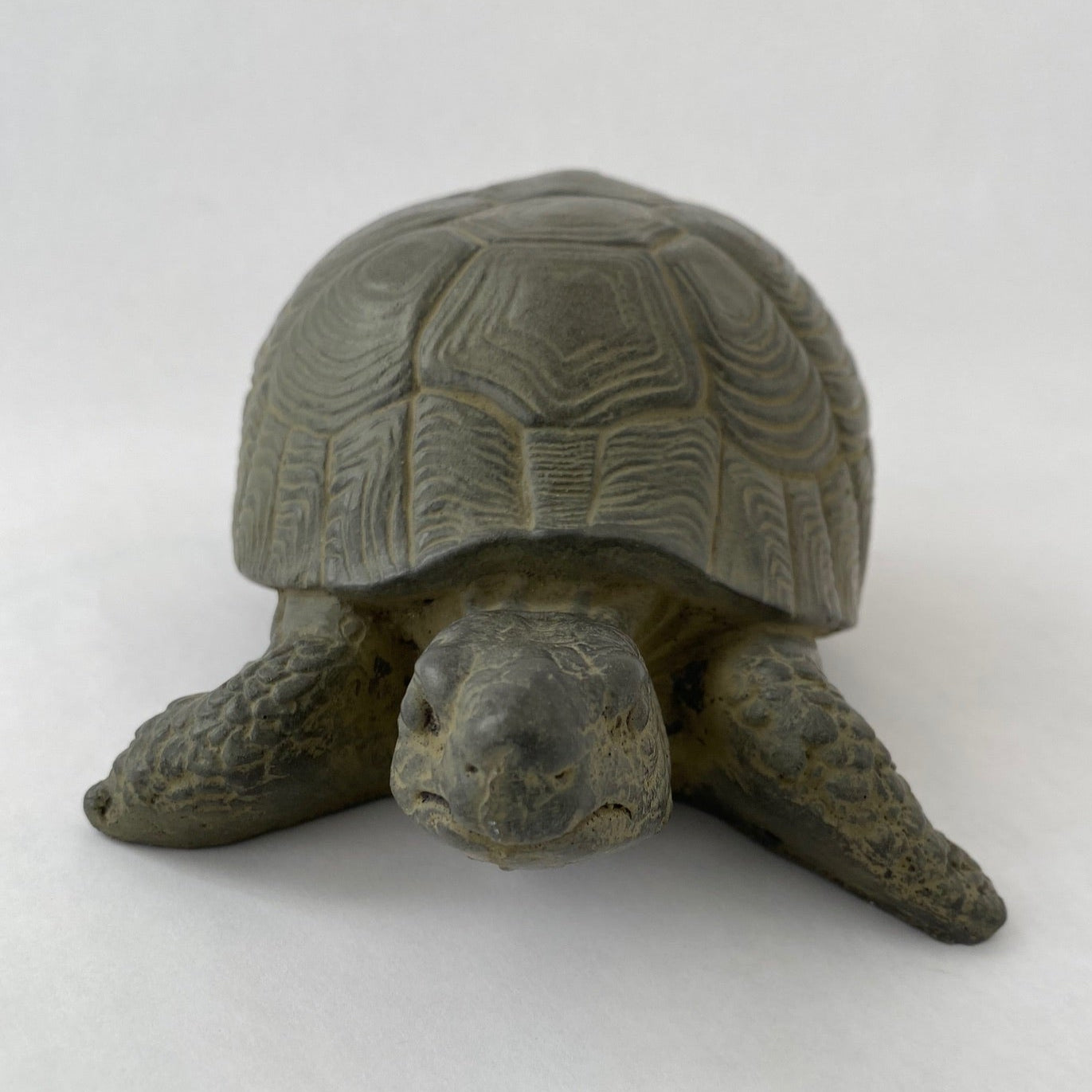 Box Turtle