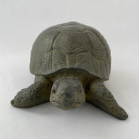 Box Turtle