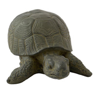 Box Turtle