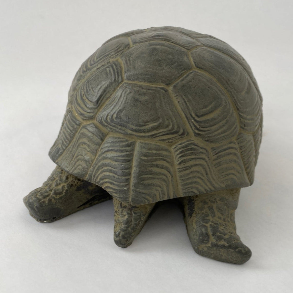 Box Turtle