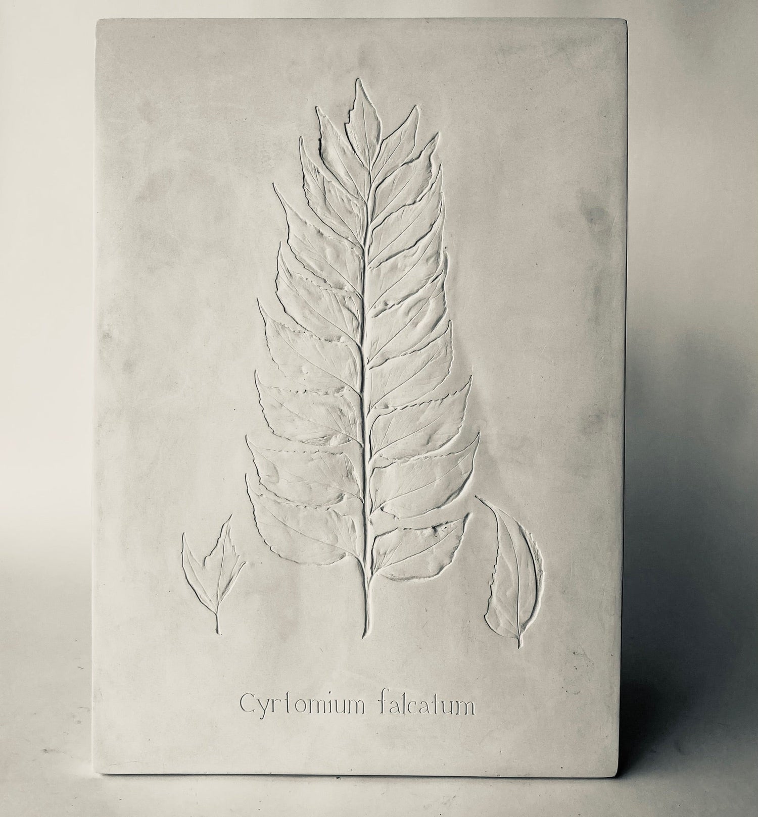 Botanical: Cyrtomium