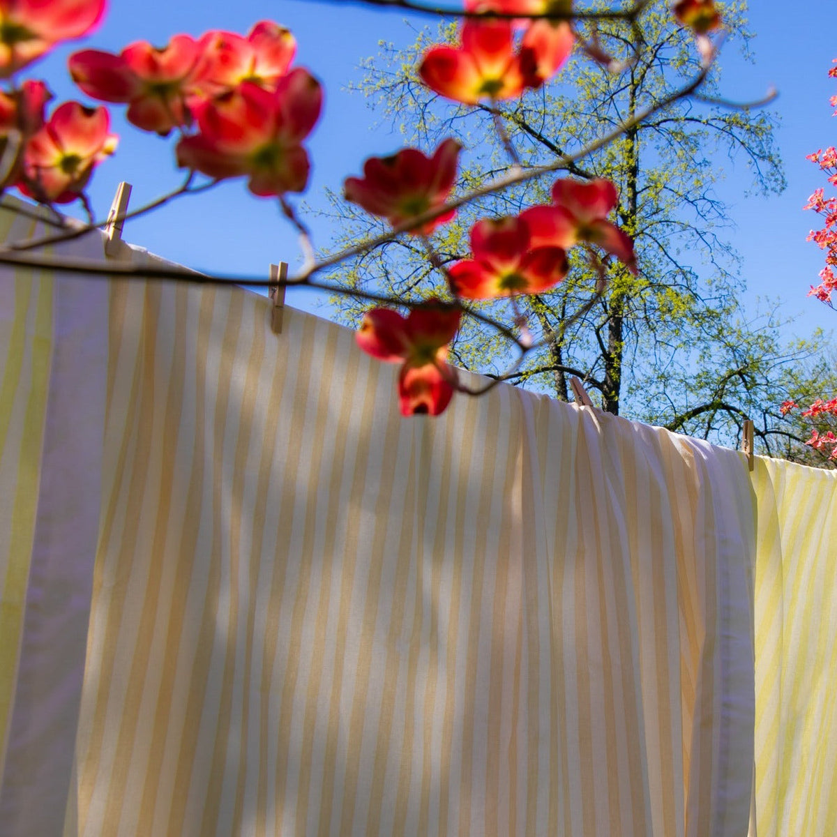 Lychee Sorbet Stripe Tablecloth (various sizes)