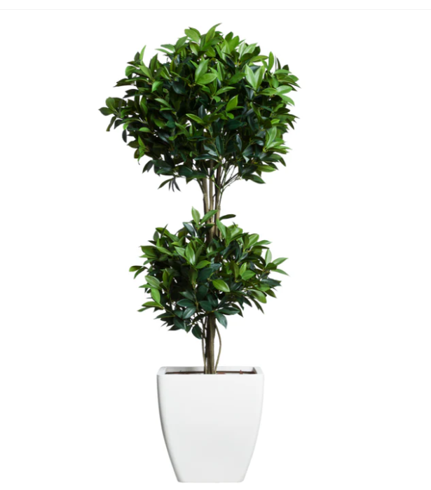 Faux Bay Leaf Topiary in a White Square Tapered Container