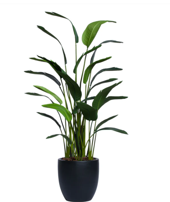 Deluxe Traveler's Palm in Black Tapered Container