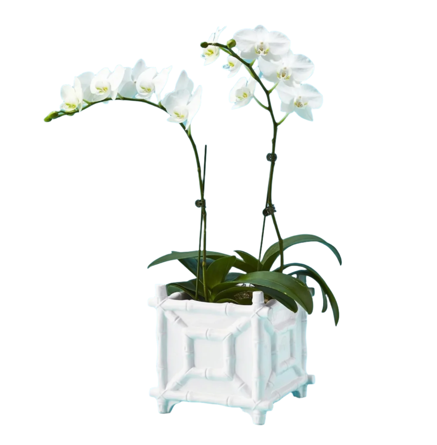 White Ceramic Faux Bamboo Cachepot