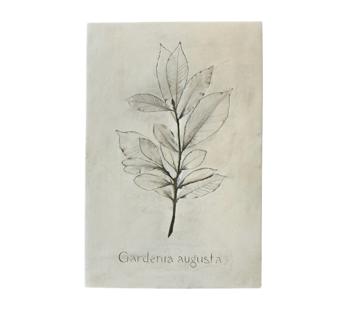 Botanical: Gardenia