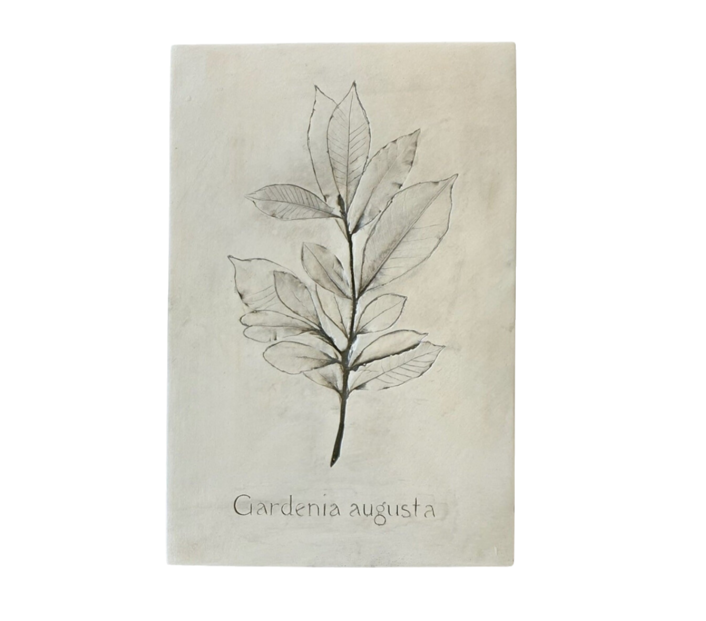 Botanical: Gardenia