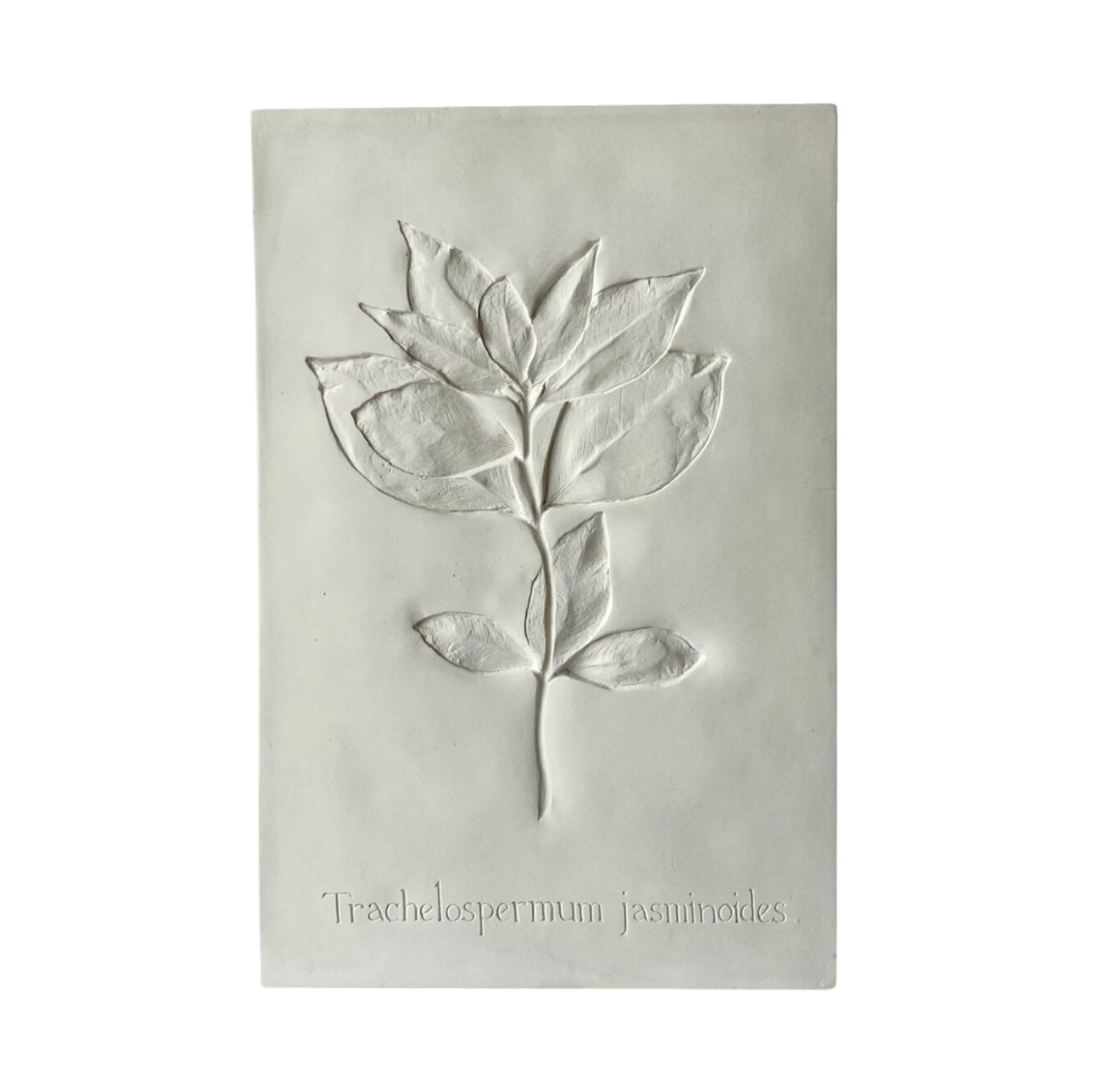 Botanical: Jasmine