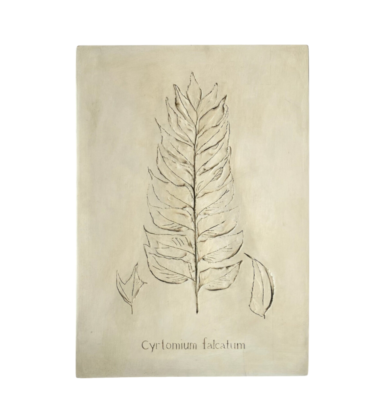 Botanical: Cyrtomium