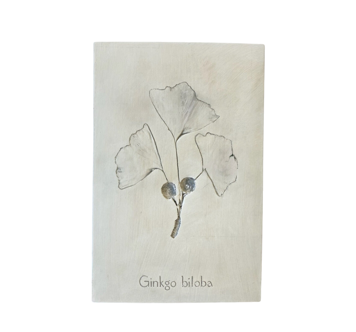 Botanical: Ginkgo