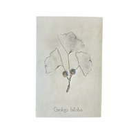 Botanical: Ginkgo