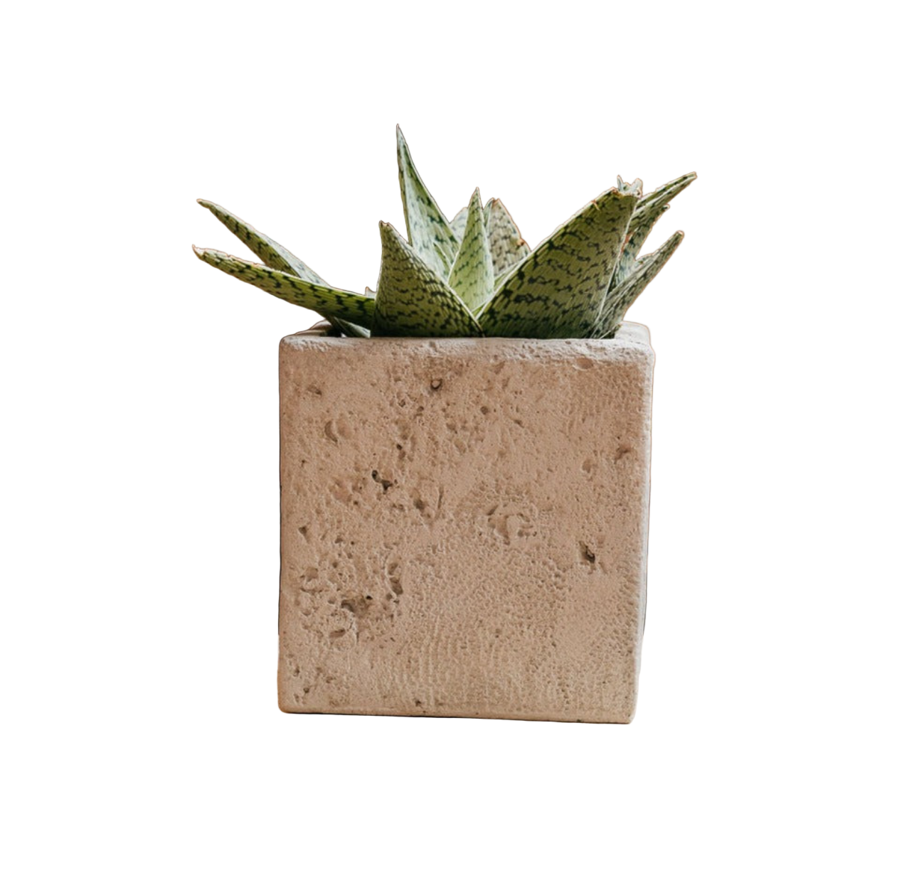 Coquina Square Planter