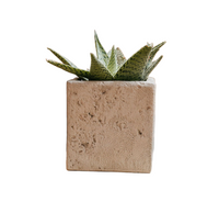 Coquina Square Planter