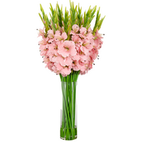 Signature Collection 44” Gladiola Artificial Arrangement in Glass Vase (Various Colors)