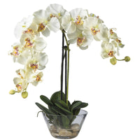 Phalaenopsis w/Glass Vase Silk Flower Arrangement (2 Colors)