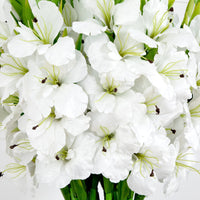 Signature Collection 44” Gladiola Artificial Arrangement in Glass Vase (Various Colors)