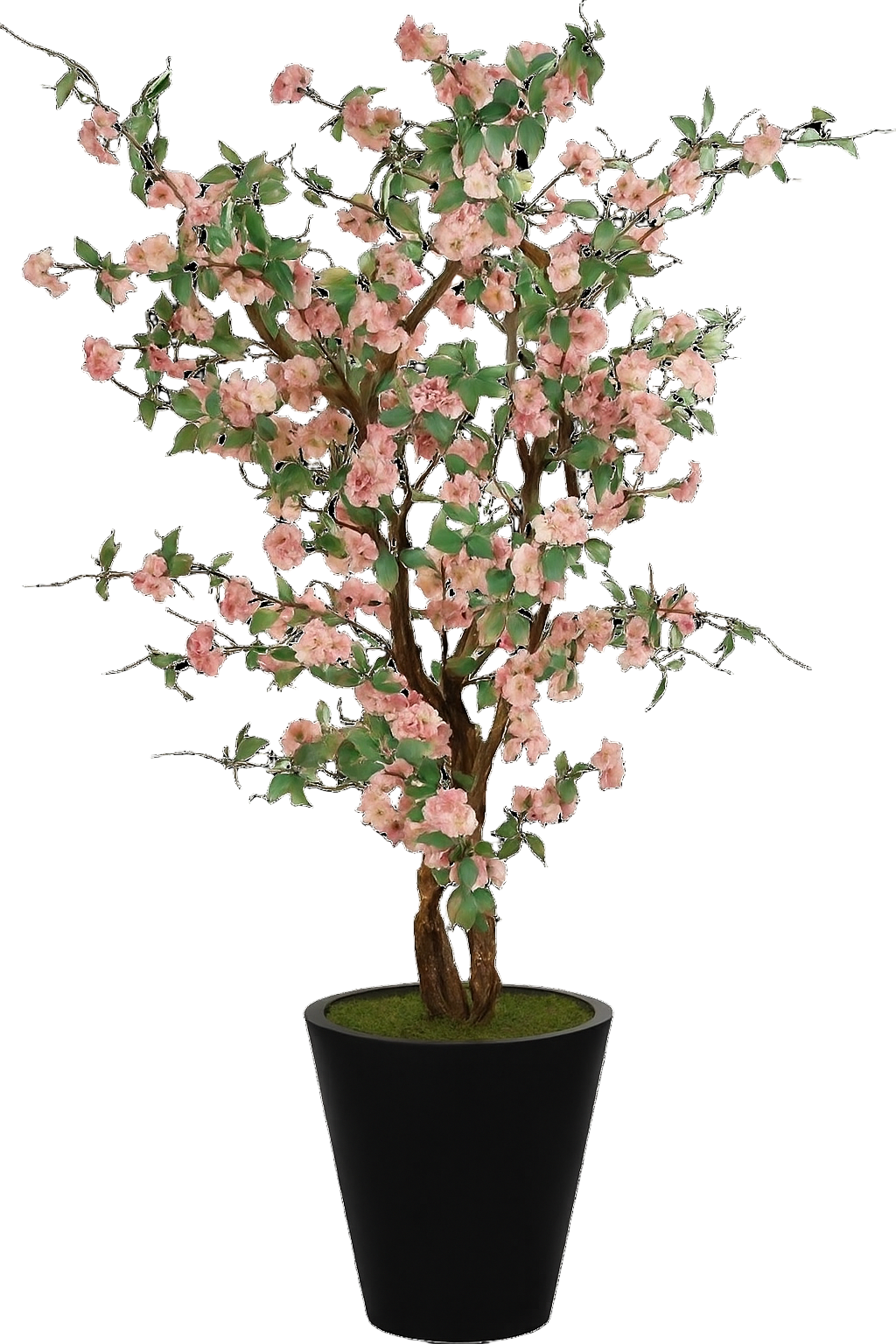 Apple Blossom Tree in Black Planter