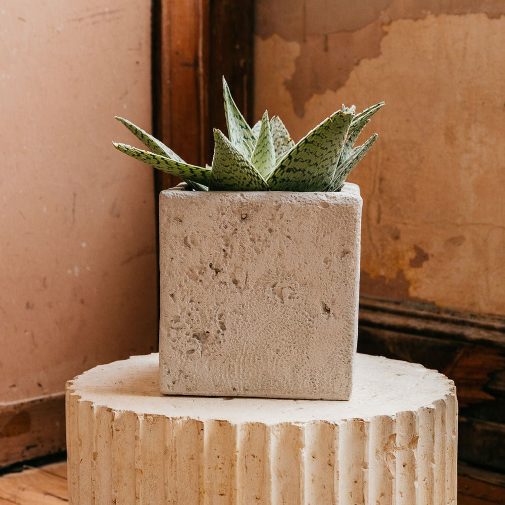 Coquina Square Planter